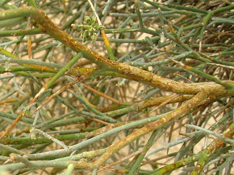 Smoketree (Psorothamnus spinosus)