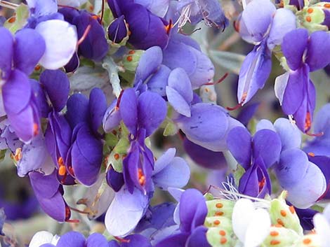 Smoketree (Psorothamnus spinosus)