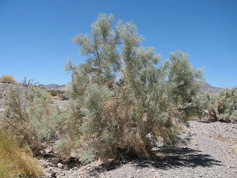 Smoketree (Psorothamnus spinosus)