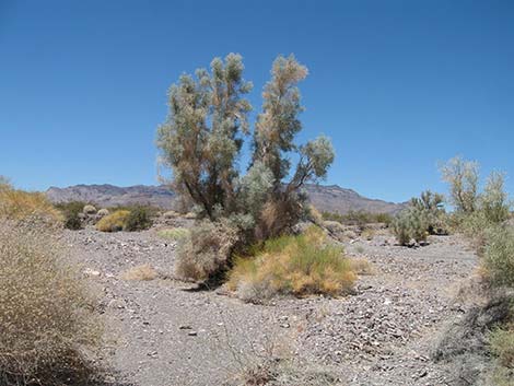 Smoketree (Psorothamnus spinosus)