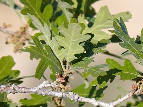 Gambel Oak (Quercus gambelii)