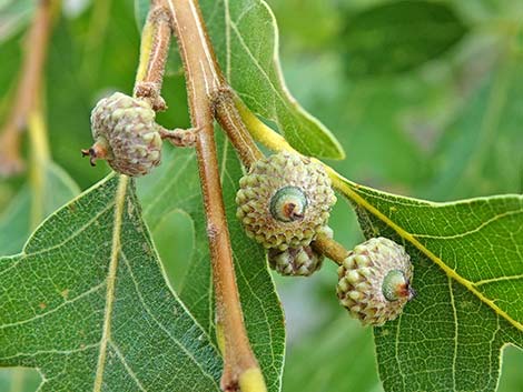 Gambel Oak (Quercus gambelii)