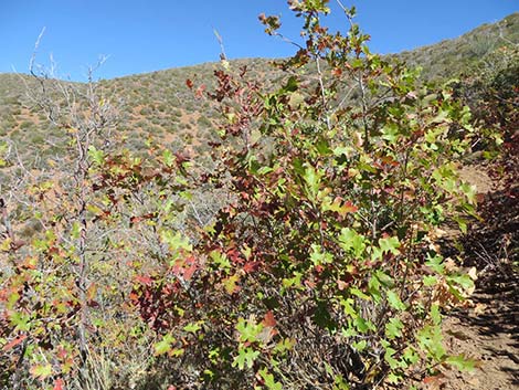 Gambel Oak (Quercus gambelii)