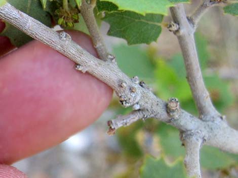 Shrub Live Oak (Quercus turbinella)