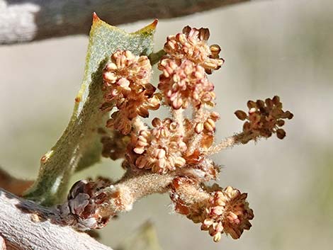 Shrub Live Oak (Quercus turbinella)