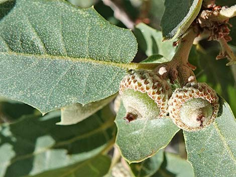 Shrub Live Oak (Quercus turbinella)