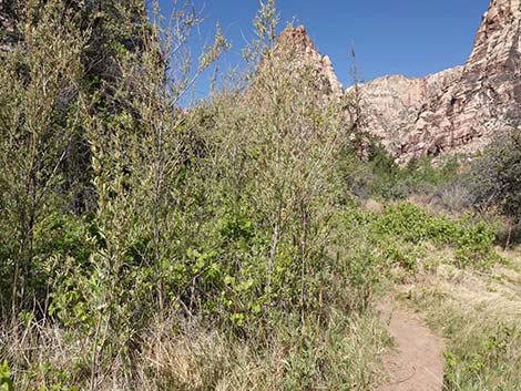 Narrowleaf Willow (Salix exigua)