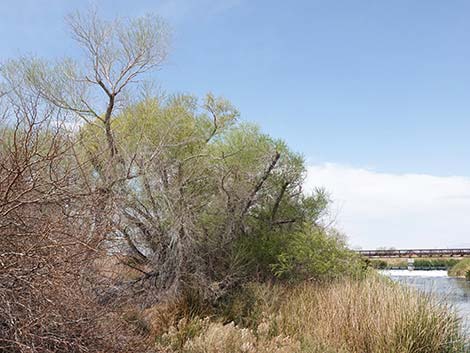 Goodding's Willow (Salix gooddingii)