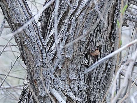 Goodding's Willow (Salix gooddingii)