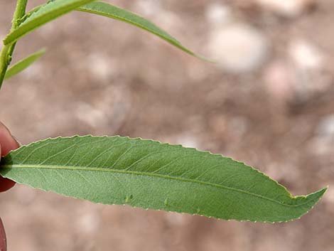 Goodding's Willow (Salix gooddingii)