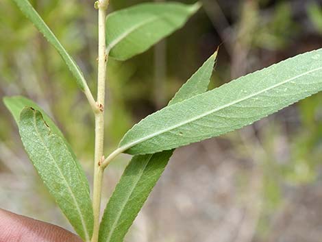 Goodding's Willow (Salix gooddingii)