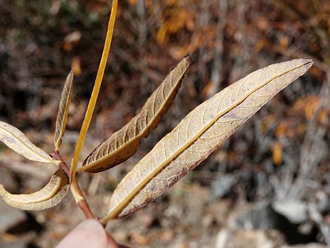 Arroyo Willow (Salix lasiolepis)