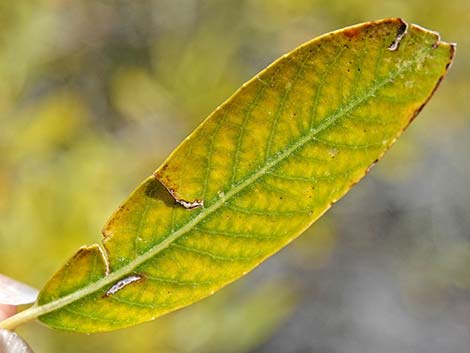 Arroyo Willow (Salix lasiolepis)