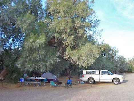 Athel Tamarisk (Tamarix aphylla)