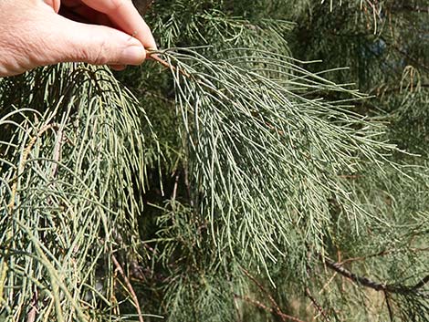 Athel Tamarisk (Tamarix aphylla)