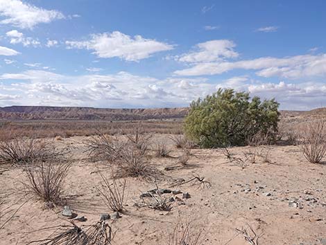 Athel Tamarisk (Tamarix aphylla)