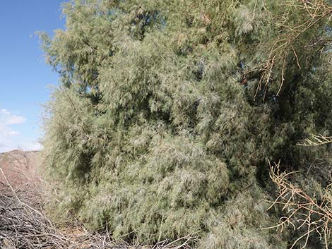 Athel Tamarisk (Tamarix aphylla)