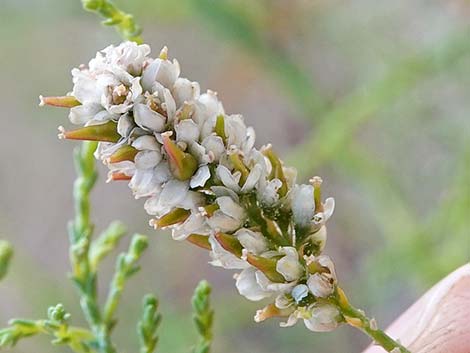 Saltcedar (Tamarix ramosissima)