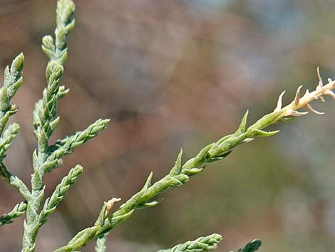 Saltcedar (Tamarix ramosissima)