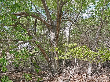 Siberian Elm (Ulmus pumila)