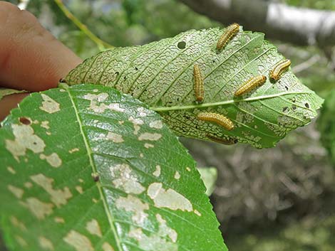 Siberian Elm (Ulmus pumila)