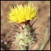 noxious weed