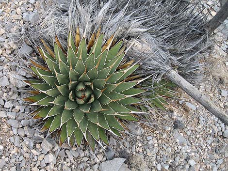 Ivory-spined Agave (Agave utahensis var. eborispina)