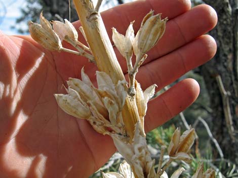 Clark Mountain Agave (Agave utahensis var. nevadensis)