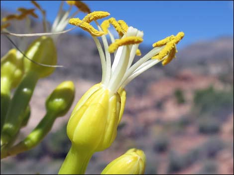 Clark Mountain Agave (Agave utahensis var. nevadensis)