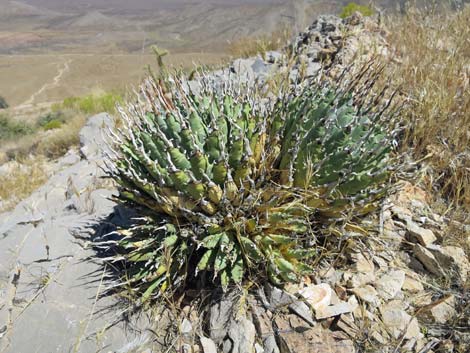 Clark Mountain Agave (Agave utahensis var. nevadensis)