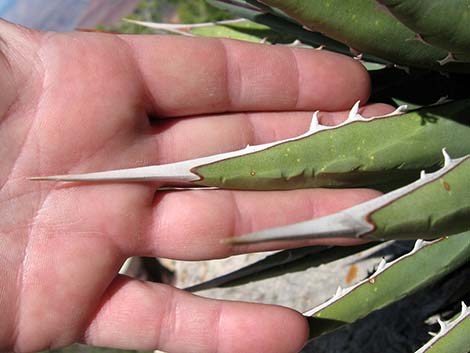 Utah Agave (Agave utahensis var. utahensis)