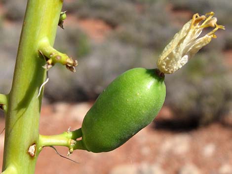 Utah Agave (Agave utahensis var. utahensis)