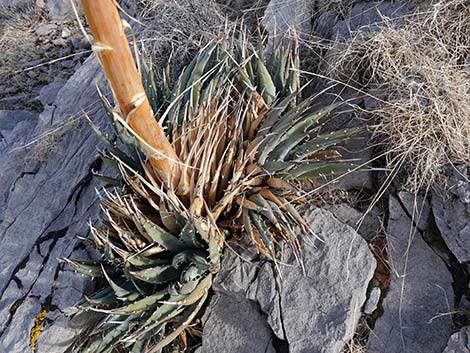 Utah Agave (Agave utahensis var. utahensis)