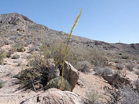 Utah Agave (Agave utahensis var. utahensis)