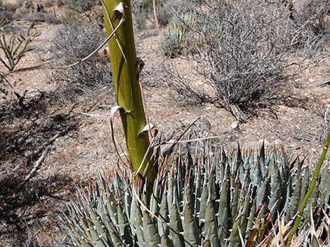 Utah Agave (Agave utahensis var. utahensis)