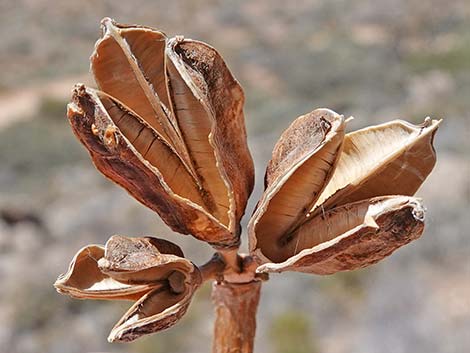 Utah Agave (Agave utahensis var. utahensis)