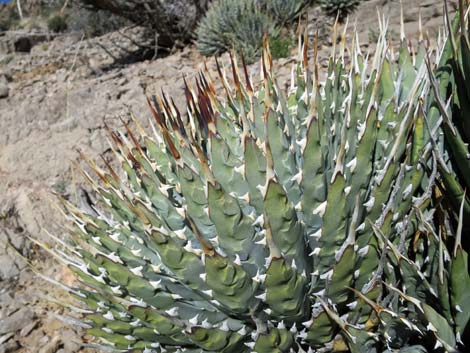 Utah Agave (Agave utahensis var. utahensis)