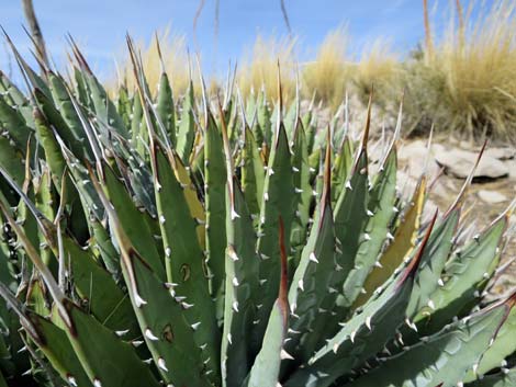 Utah Agave (Agave utahensis var. utahensis)