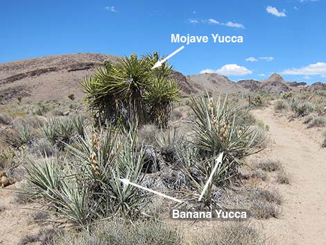 Banana Yucca (Yucca baccata)