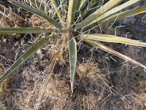 Banana Yucca (Yucca baccata)