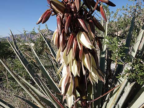 Banana Yucca (Yucca baccata)