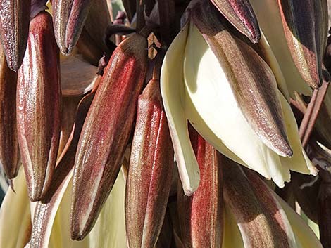 Banana Yucca (Yucca baccata)