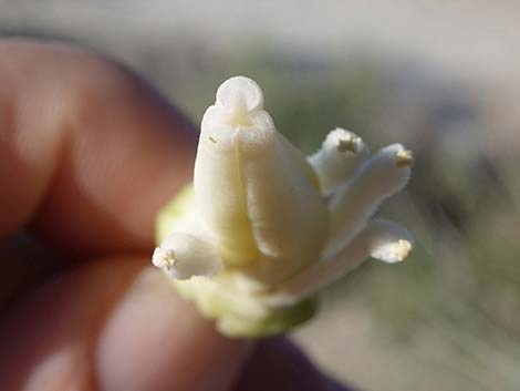 Banana Yucca (Yucca baccata)