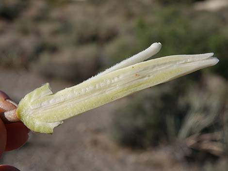 Banana Yucca (Yucca baccata)