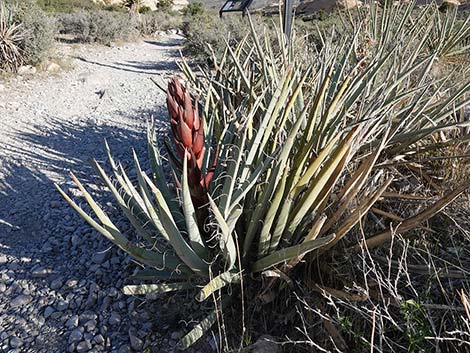 Banana Yucca (Yucca baccata)