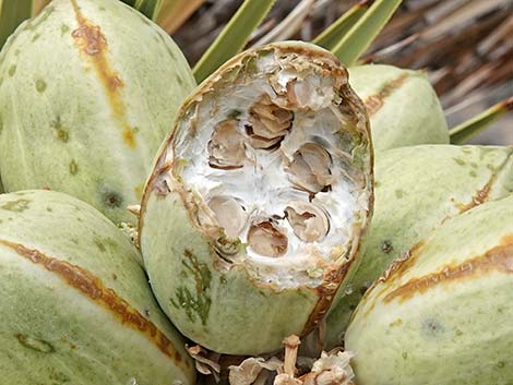 Eastern Joshua Tree (Yucca brevifolia jaegeriana)