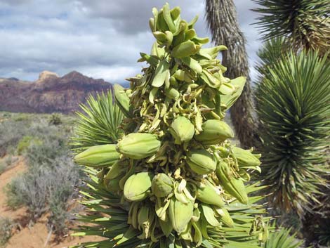 Eastern Joshua Tree (Yucca brevifolia jaegeriana)