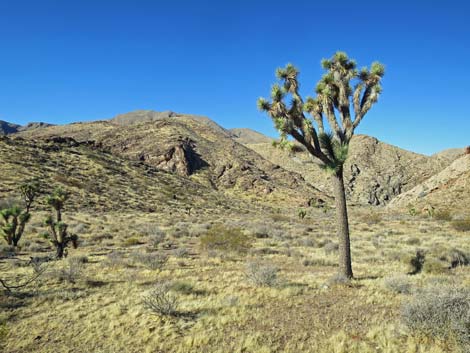 Eastern Joshua Tree (Yucca brevifolia jaegeriana)