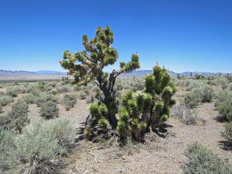 Eastern Joshua Tree (Yucca brevifolia jaegeriana)