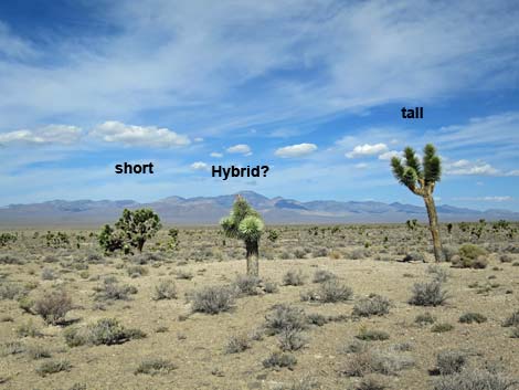 Joshua Tree (Yucca brevifolia)